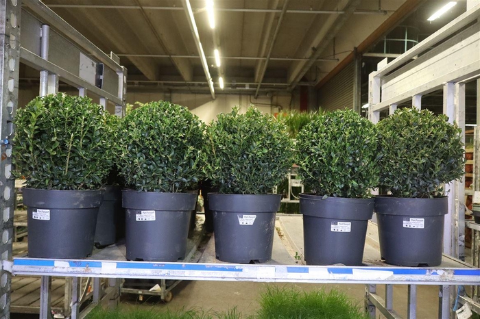 <h4>Buxu Sempervirens</h4>