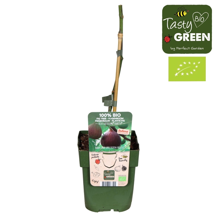 <h4>Ficus carica</h4>