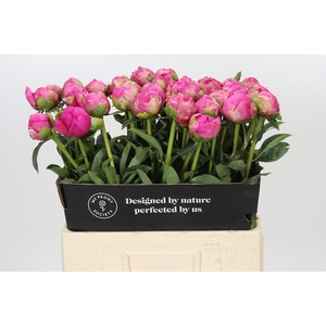 Paeonia Glory Hallelujah