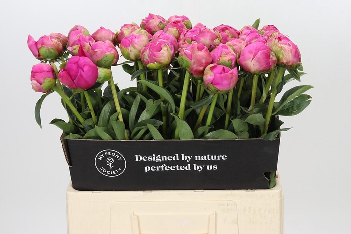 Paeonia Glory Hallelujah
