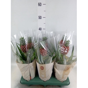 Ananas  'Rosita'