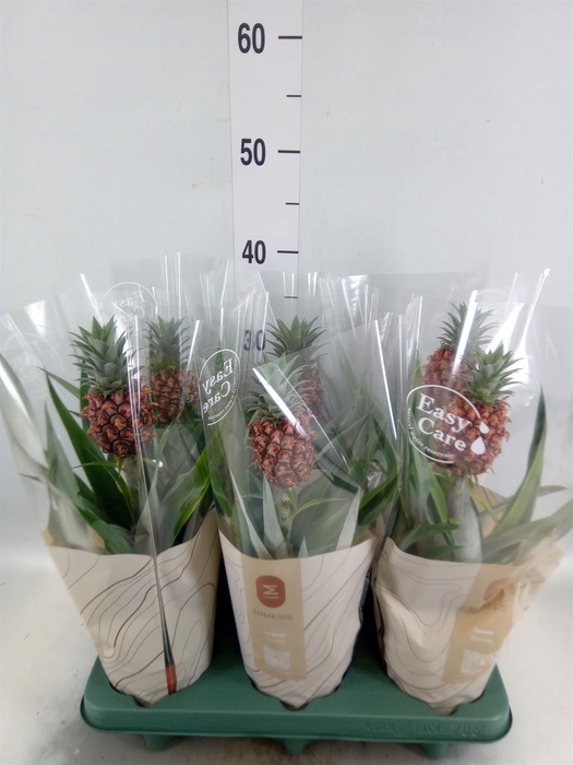 <h4>Ananas 'Rosita'</h4>