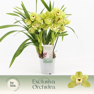Cymbidium, Wild Anna Compact 5-spike 'Exclusiva Orchidea'