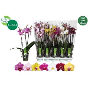 PHAL GEM 7 KL