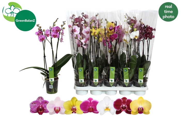<h4>PHAL GEM 7 KL</h4>