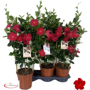 MANDE SUN EA SCARLET