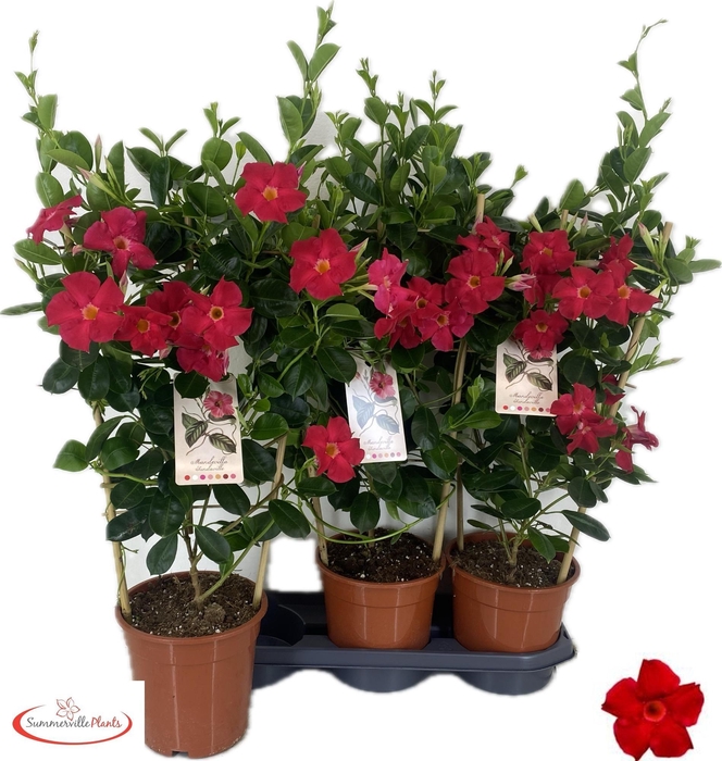<h4>MANDE SUN EA SCARLET</h4>