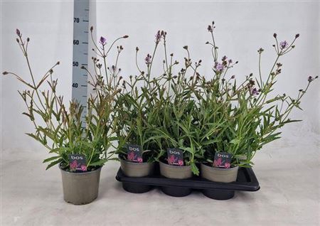 <h4>Verbena Rigida</h4>