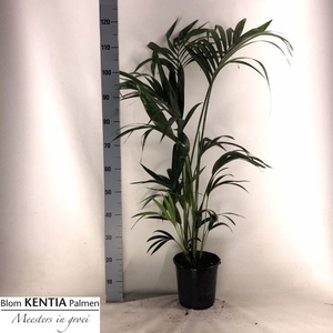 HOWEA FORSTERIANA
