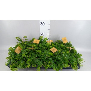 Peperomia rotundifolia
