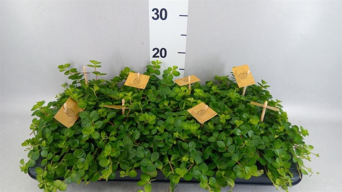 <h4>Peperomia rotundifolia</h4>