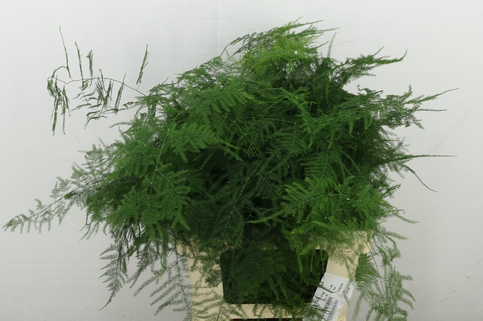 <h4>Asp Setac Extra Veren</h4>