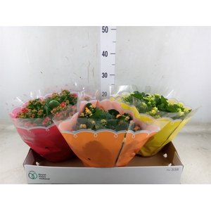 Kalanchoe blos.   ..mix 5