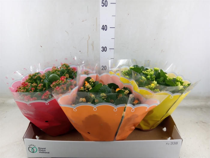 <h4>Kalanchoe blos.   ..mix 5</h4>