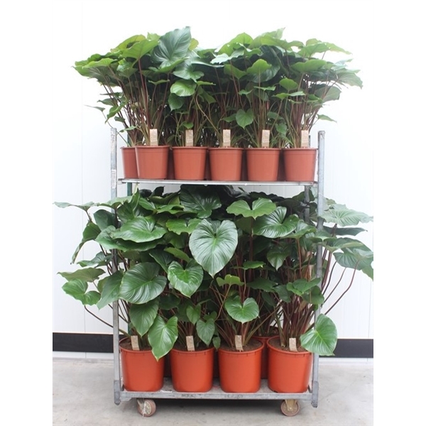 <h4>Mixkar Homalomena rubescens Maggy pot 24-34cm</h4>