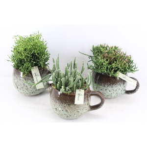 arr2 MB - Ker. mok green rhipsalis mix