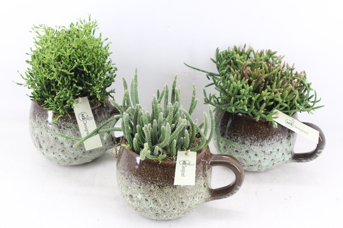 <h4>arr2 MB - Ker. mok green rhipsalis mix</h4>