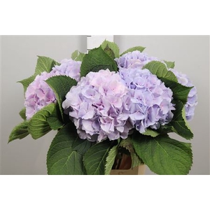Hydr M Verena Bl Pastel
