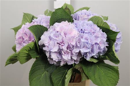 <h4>Hydr M Verena Bl Pastel</h4>