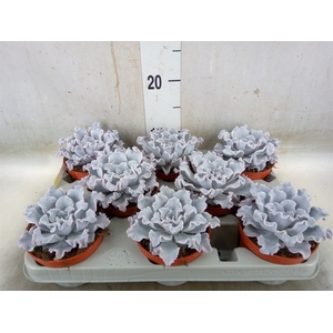 Echeveria   ...