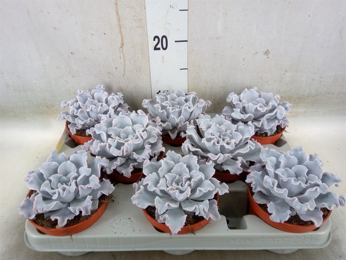 <h4>Echeveria   ...</h4>