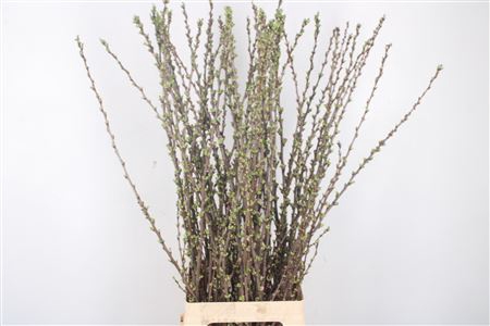 <h4>Prunus Comet Pink</h4>