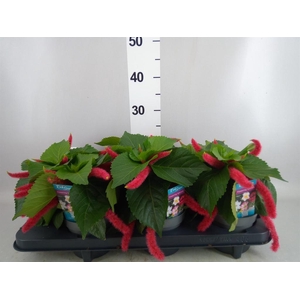 Acalypha hispida