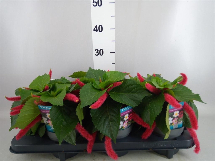 <h4>Acalypha hispida</h4>