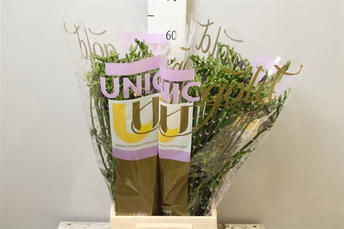 <h4>Fr En Indigo Beach</h4>