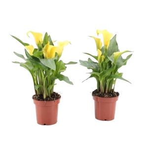 Zantedeschia Sunclub