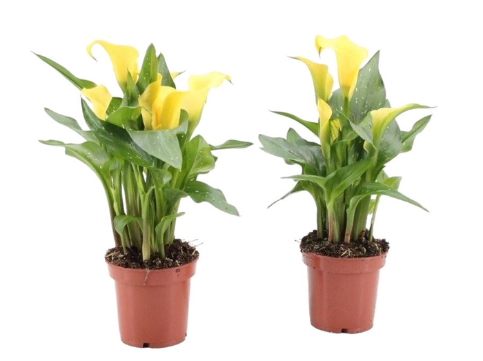 <h4>Zantedeschia Sunclub</h4>