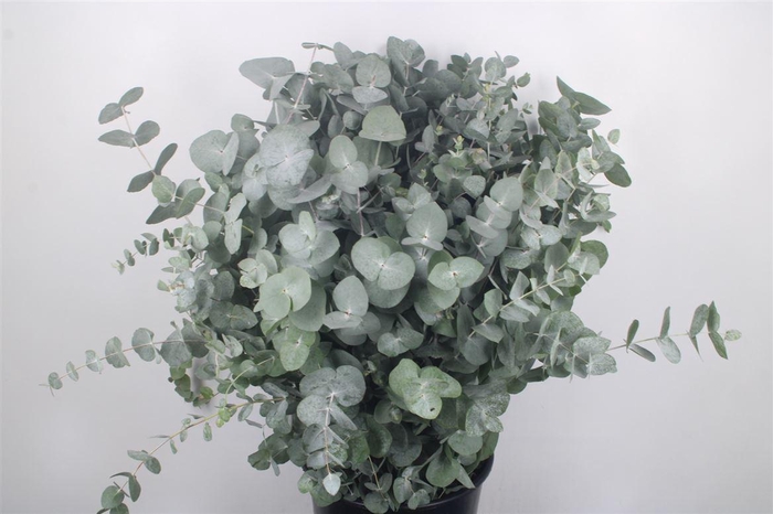 <h4>Euc Cinerea Per Bunch 300 Gram S U P E R</h4>