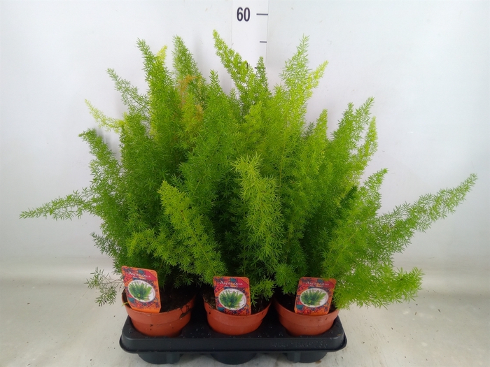 <h4>Asparagus dens. 'Meyers'</h4>