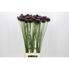 Allium Forelock