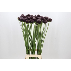 Allium Forelock