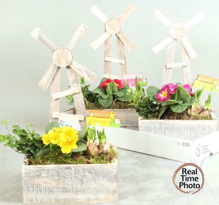 <h4>ARR TUINPLANTEN</h4>