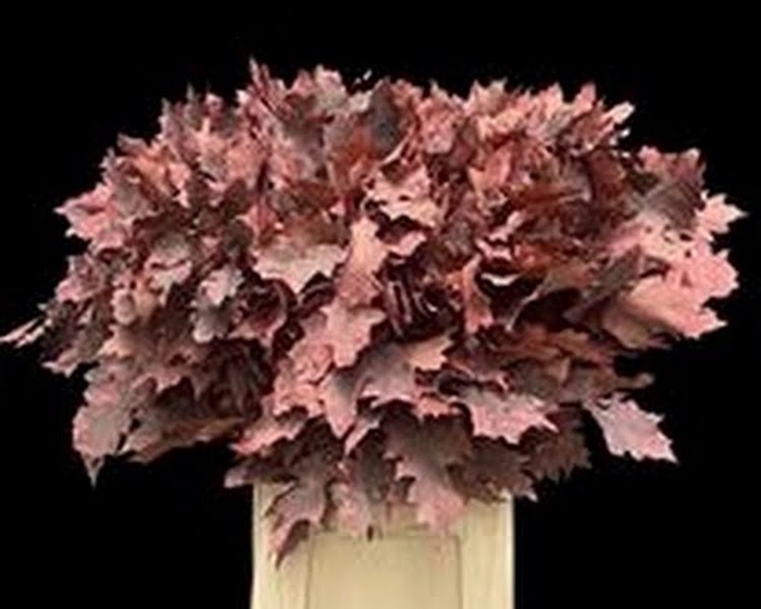 <h4>Quercus Rubra Klb Frost Coral</h4>