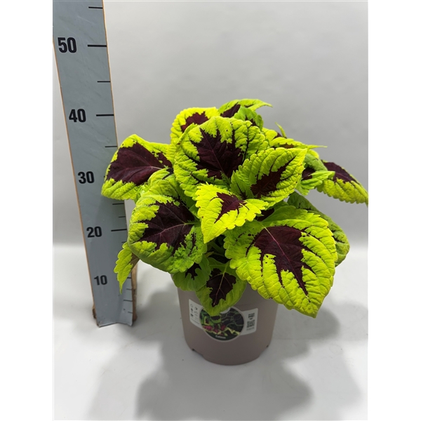 <h4>Coleus</h4>