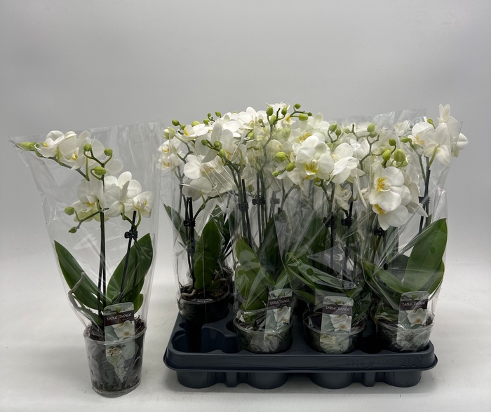 <h4>PHAL OV WIT</h4>