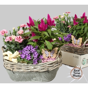 ARR TUINPLANTEN