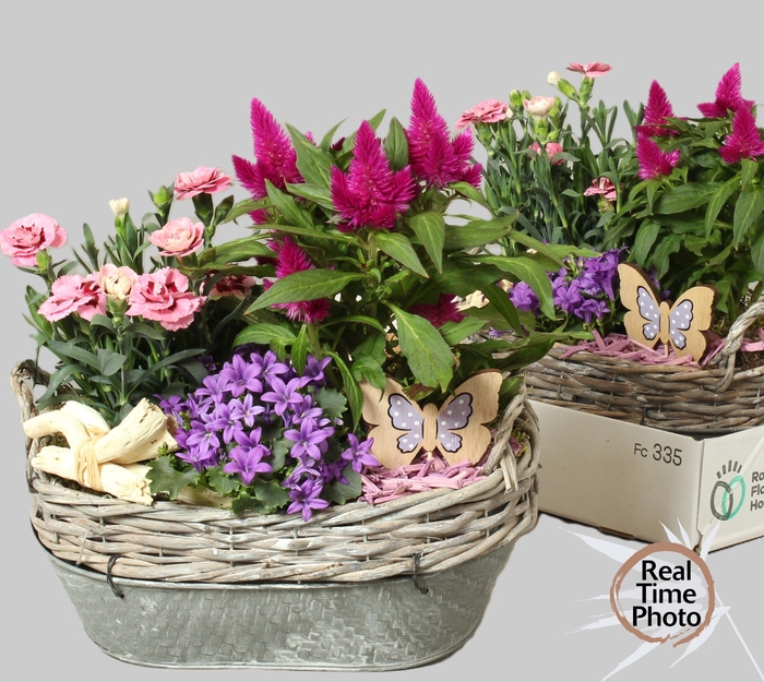 <h4>ARR TUINPLANTEN</h4>