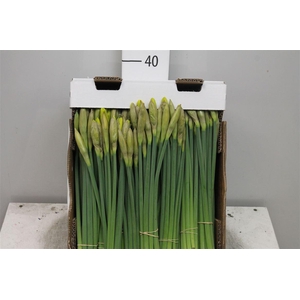 Narc T Dutch Mast Bs