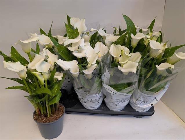 arr8 Zant Capt Fresco