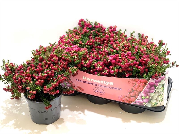 <h4>Gaultheria mucronata</h4>