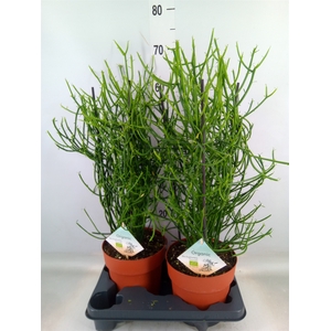 Euphorbia tirucalli