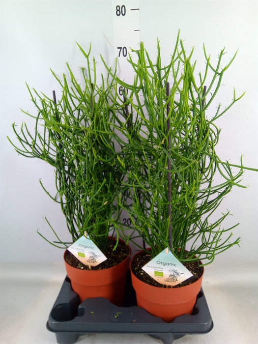 <h4>Euphorbia tirucalli</h4>
