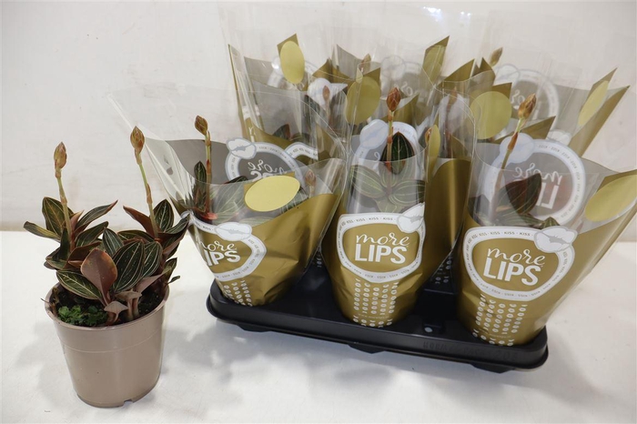 <h4>Lud Discolor</h4>