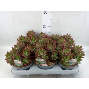 Echeveria pulvinata 'Devotion'