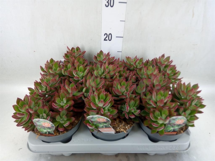 <h4>Echeveria pulvinata 'Devotion'</h4>