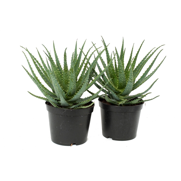 <h4>Aloe arborescens 21 cm</h4>